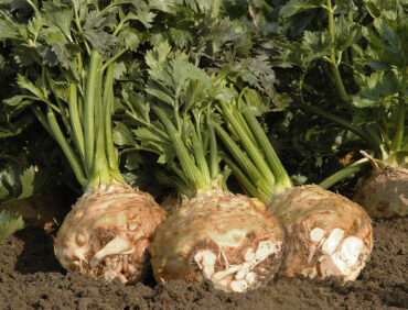 BRILLANT F1 | Metgen Tohumculuk