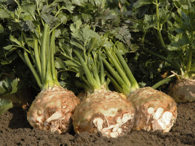 BALENA F1 | Metgen Tohumculuk